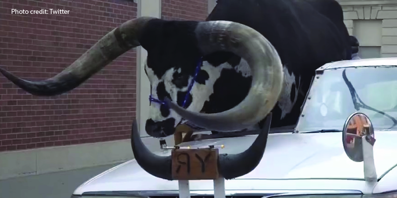 VIDEO: Nebraska Man Pulled Over for Driving with Gigantic Bull in His Passenger Seat
