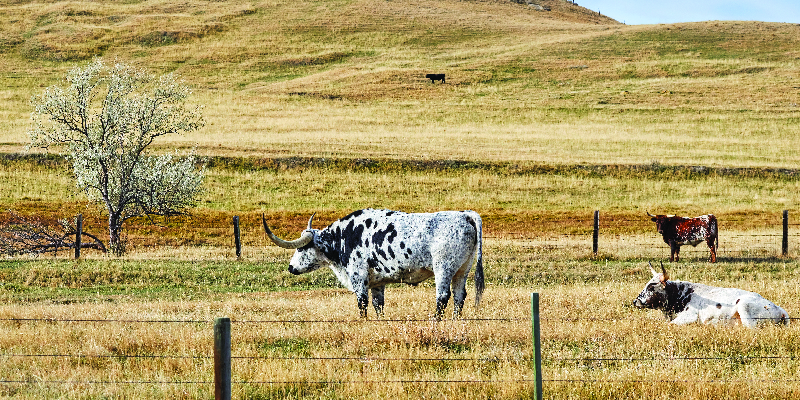 Texas Ranchers Just Defeated a Beijing Billionaire Who Bought Up 130K Acres of US Land