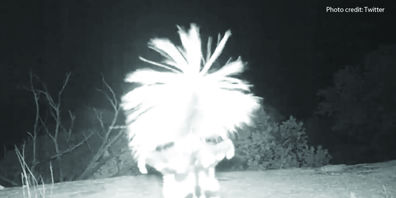 National Park Cam Catches Creature 'Dancing' - And No, It’s Not a Hoax