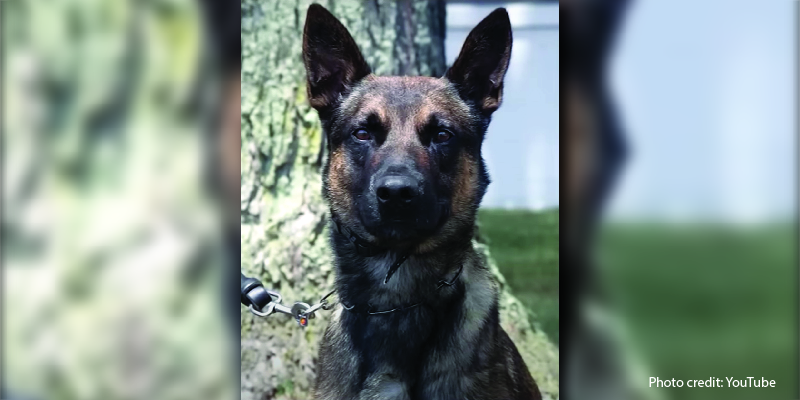 Photo: Dog Who Captured Illegal Alien Murder Danelo Cavalcante is named “Yoda”