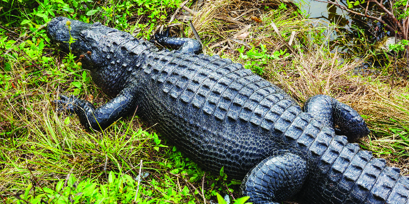 Photo: 14-Foot Alligator Sauntering Down the Street Carrying Human Body in Its Mouth 