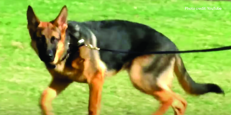 Look: Tourist Claims They Snapped a Photo of Biden’s Dog Biting a WH Staffer