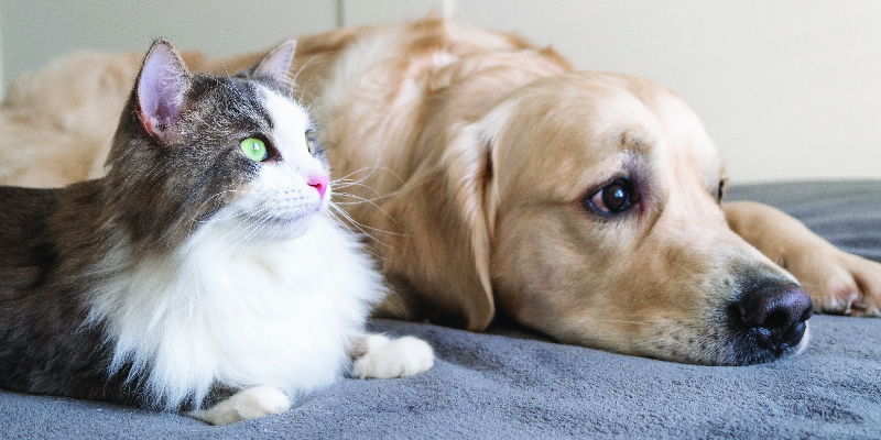 Who Loves You More, Your Dog or Cat? Science Now Has the Answer