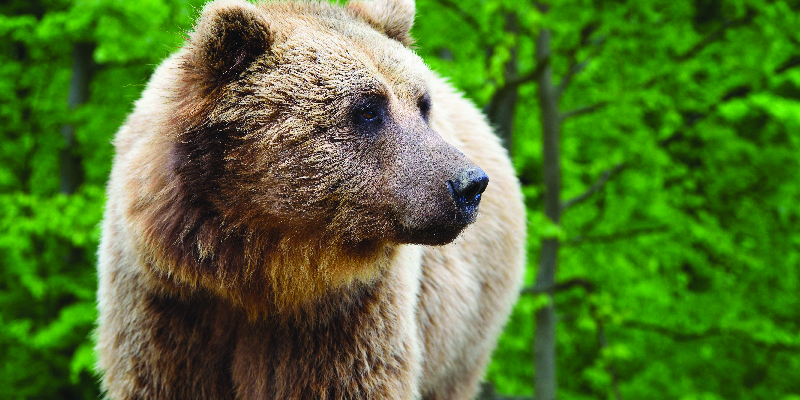 Two Campers Mauled to Death by Grizzly Bear Were Able to Send Desperate Last Text