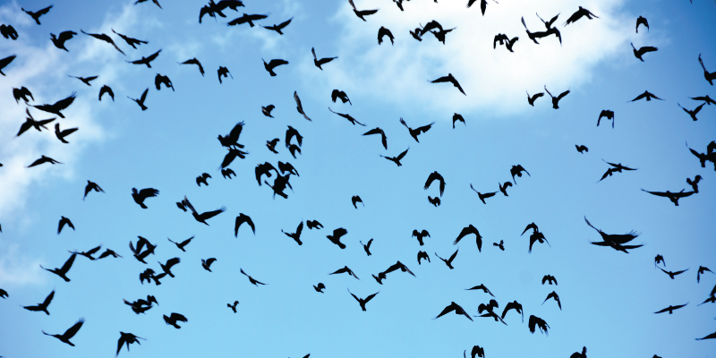 1000 Songbirds Die When They All Fly into Same Chicago Building on Same Night 