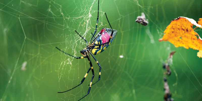 Giant ‘Parachuting Spiders’ Are Coming to a Neighborhood Near You