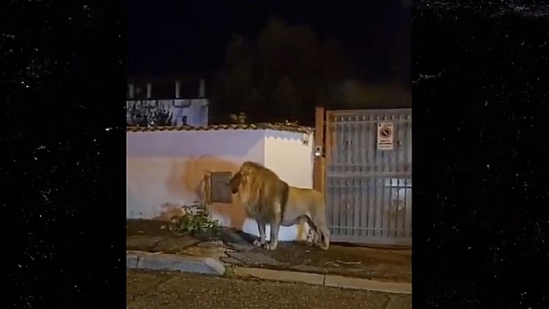 [VIDEO] Lion Escapes from Circus and Is Now Roaming the Streets of Rome 