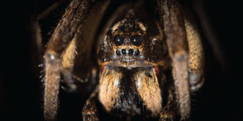 Wolf Spider Lays Eggs in Man’s Toe During Cruise