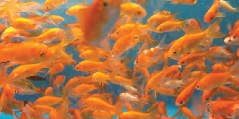 Goldfish Are Creating Chaos in The Great Lakes