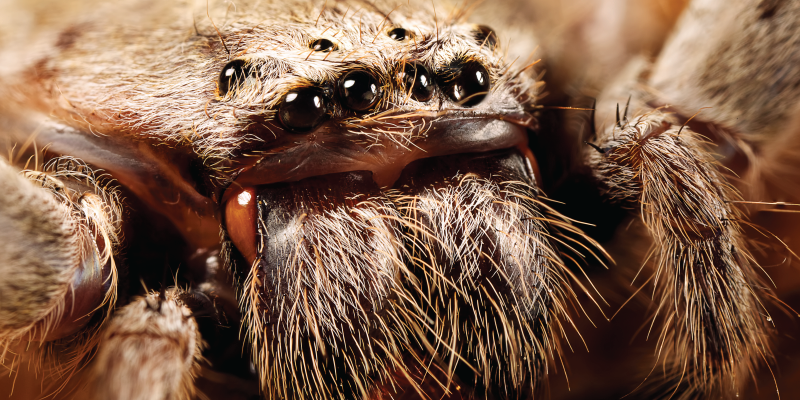[VIDEO] Actress Bit By MASSIVE Huntsman Spider On Set Of Movie - Her Reaction is Soul-Stirring