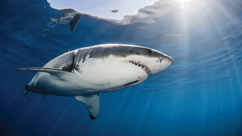 Father Helplessly Watches as His Teenage Son is Fatally Attacked by Shark 