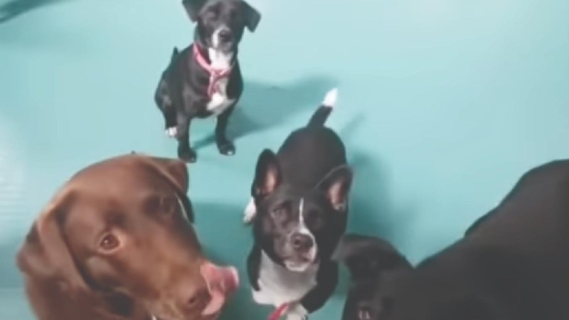 Look: Celebrity Dog Breeder Has Lip Dangling from His Face After He’s Attacked by An Unlikely Dog